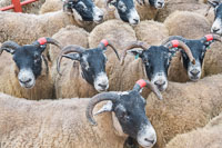 Border Horned Ewes-16